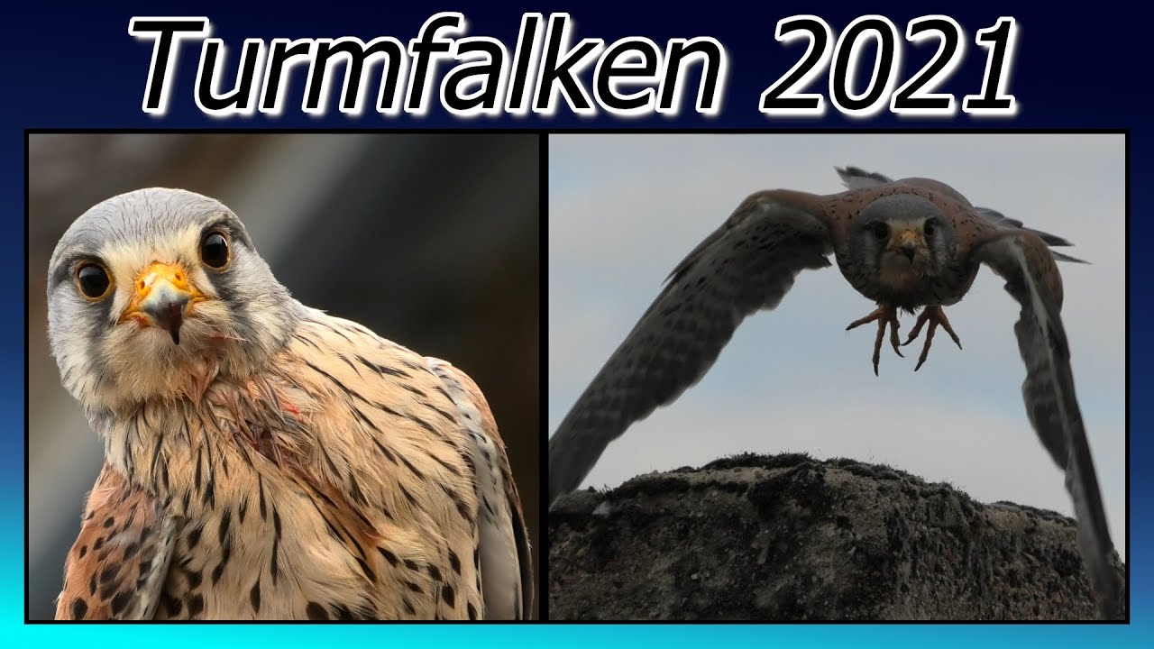 Papa hat sich eingesaut & 2 Babys scheinen satt zu sein? Turmfalken 2021