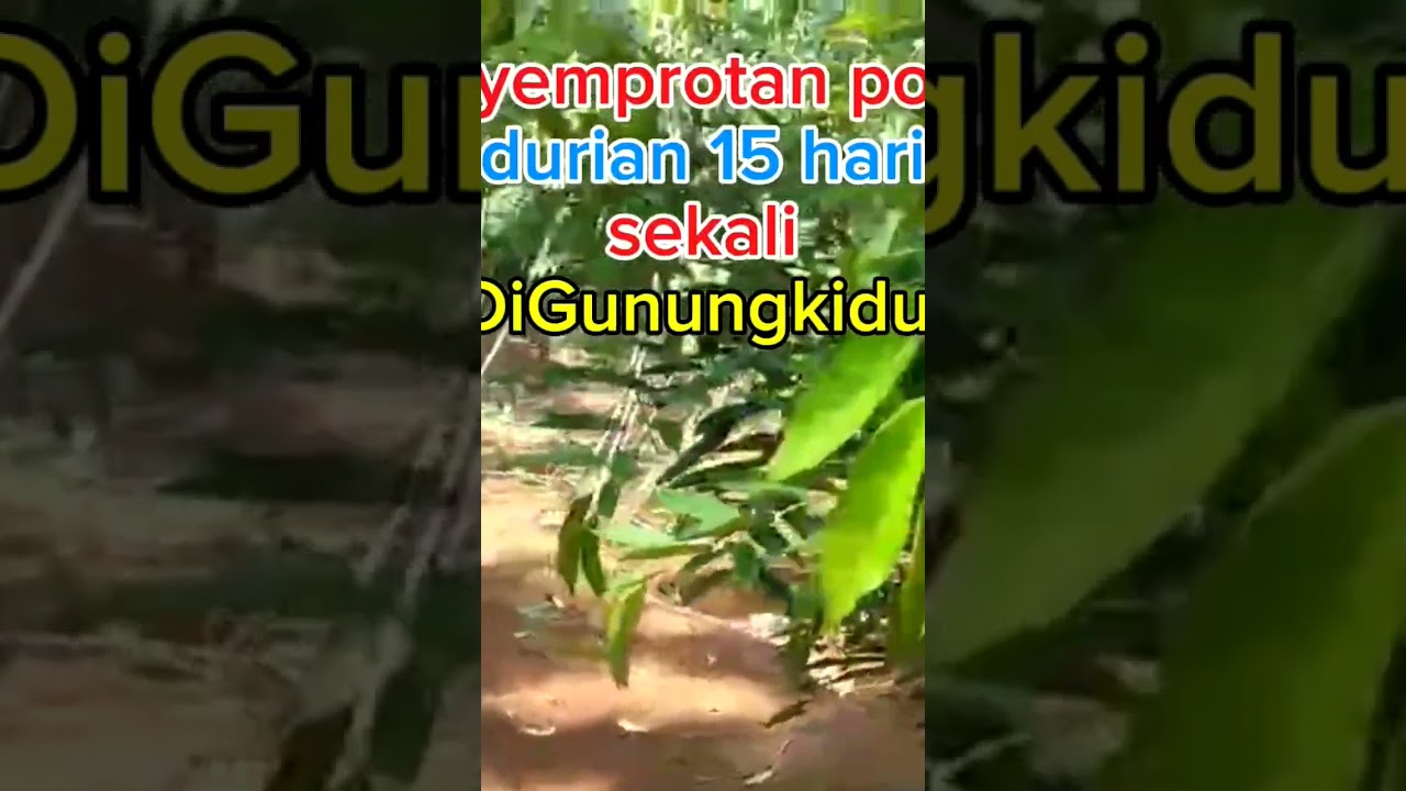 Penyemprotan pohon durian rutin 15 sekali