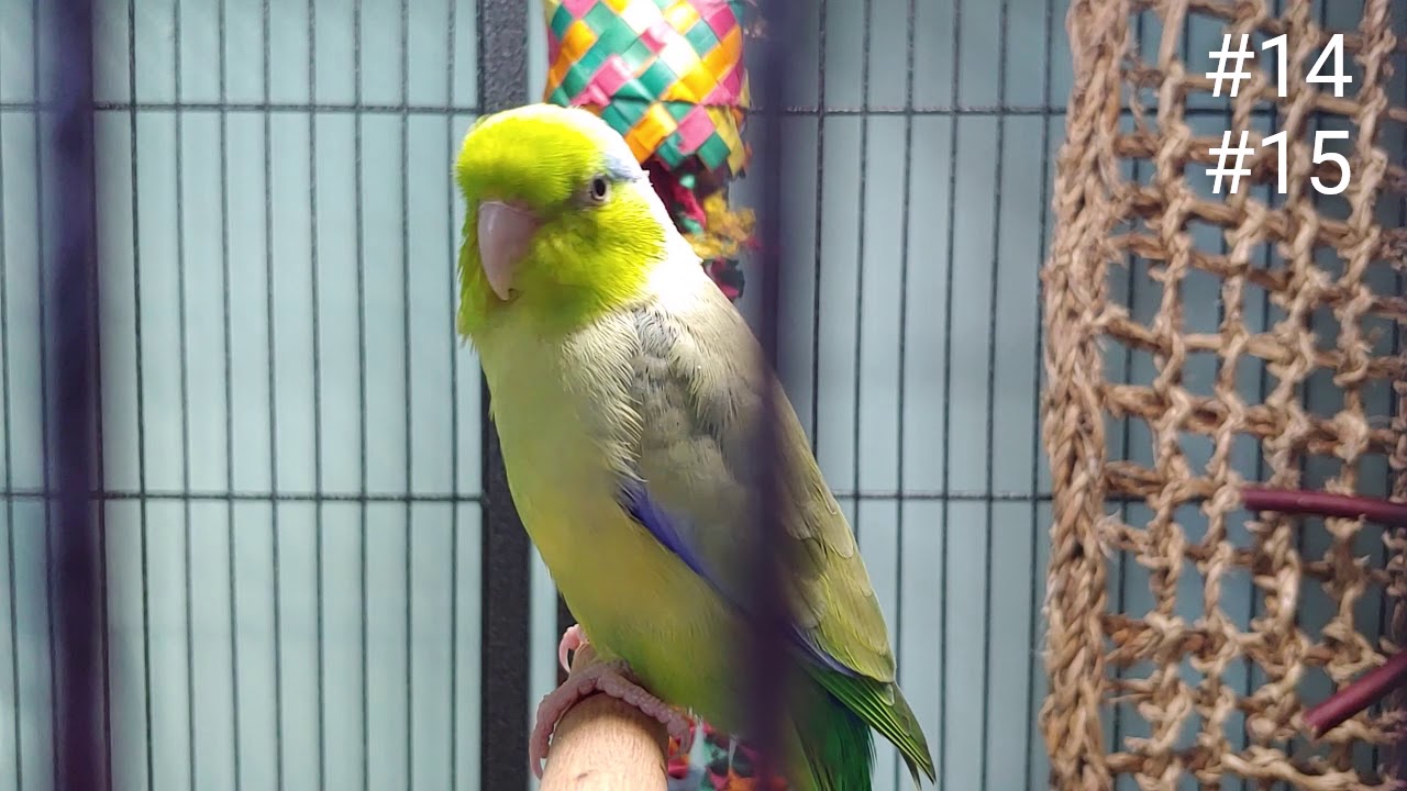 Amazing Talking Parrotlet Ditty: 30 phrases & sounds in 2 1/2 minutes!