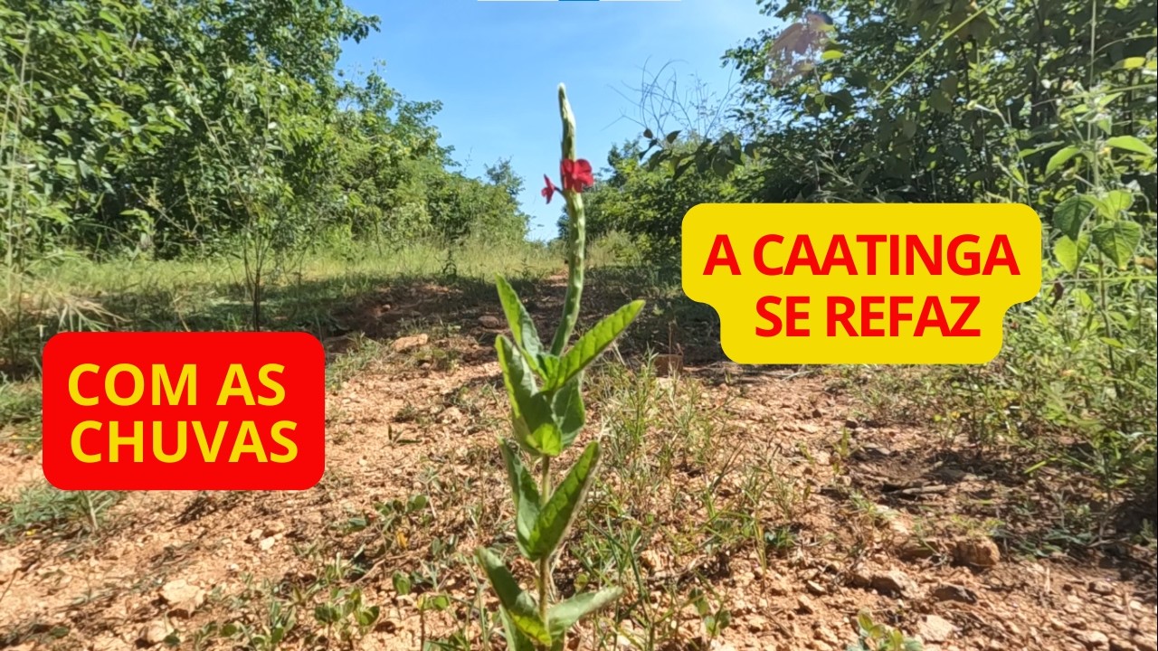 COM AS CHUVAS A CAATINGA SE REFAZ