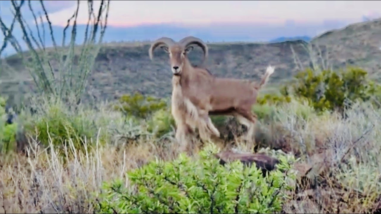 Texas Public Land Archery Mule Deer in Velvet, Javelina, Big Bend Ranch State Park 2022 (Full Video)