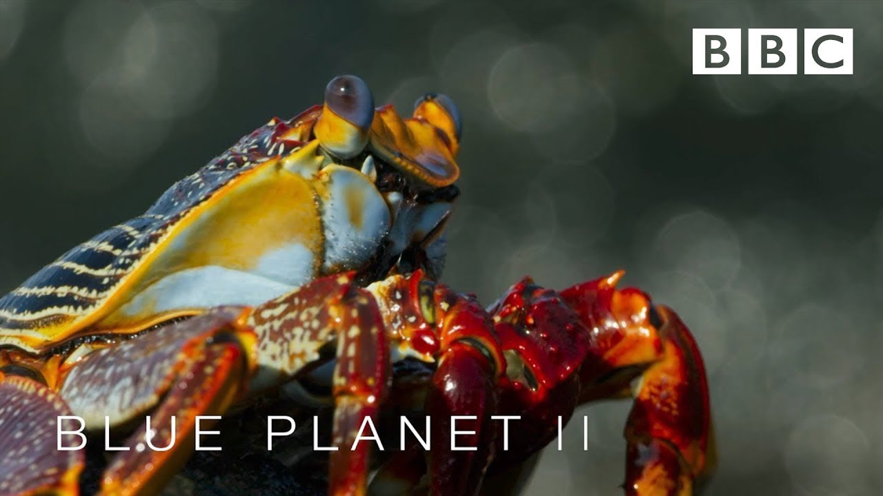 Lightfoot crabs ambushed by eels and octopuses | Blue Planet II - BBC