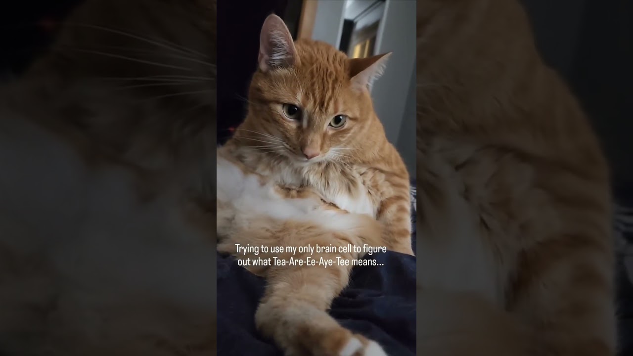 Orange Cat Thinking Really Hard 🤔 #cats #mystery #treat #orangecat #catvideos #braintest