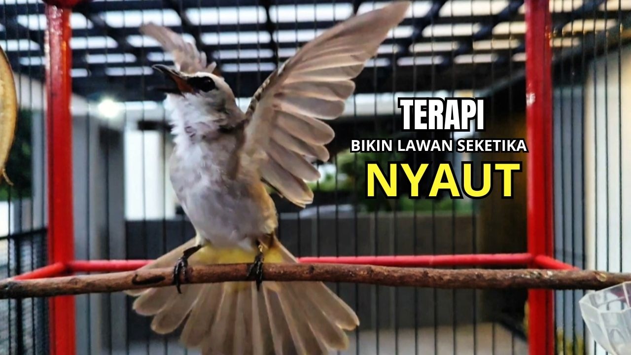 Suara Burung TRUCUKAN gacor TARUNG ROPEL PANJANG pancingan trucukan agar JADI trucuk gacor EMOSI
