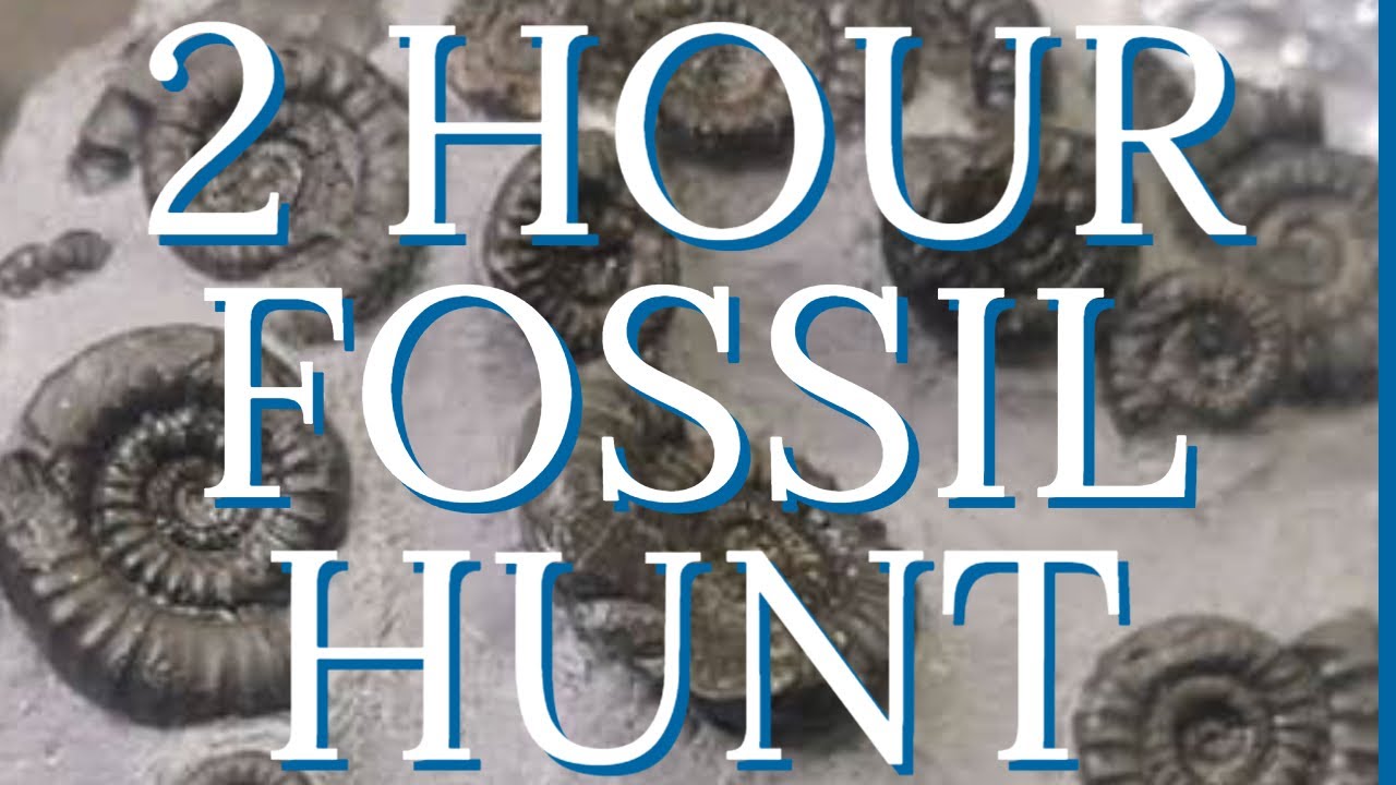 Fossil hunting 2 hours hunt !