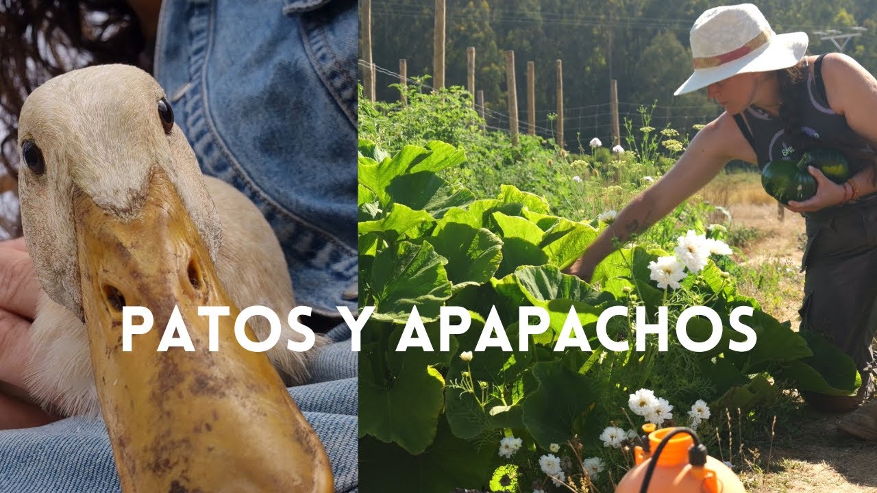 Un Pato atrapado hizo que solucionáramos problemas de hace un mes Atrás