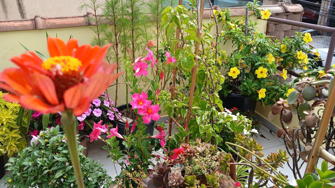  SHOW DE JARDIM COM CORES E FORMATOS QUE ENCANTAM e REPLANTES