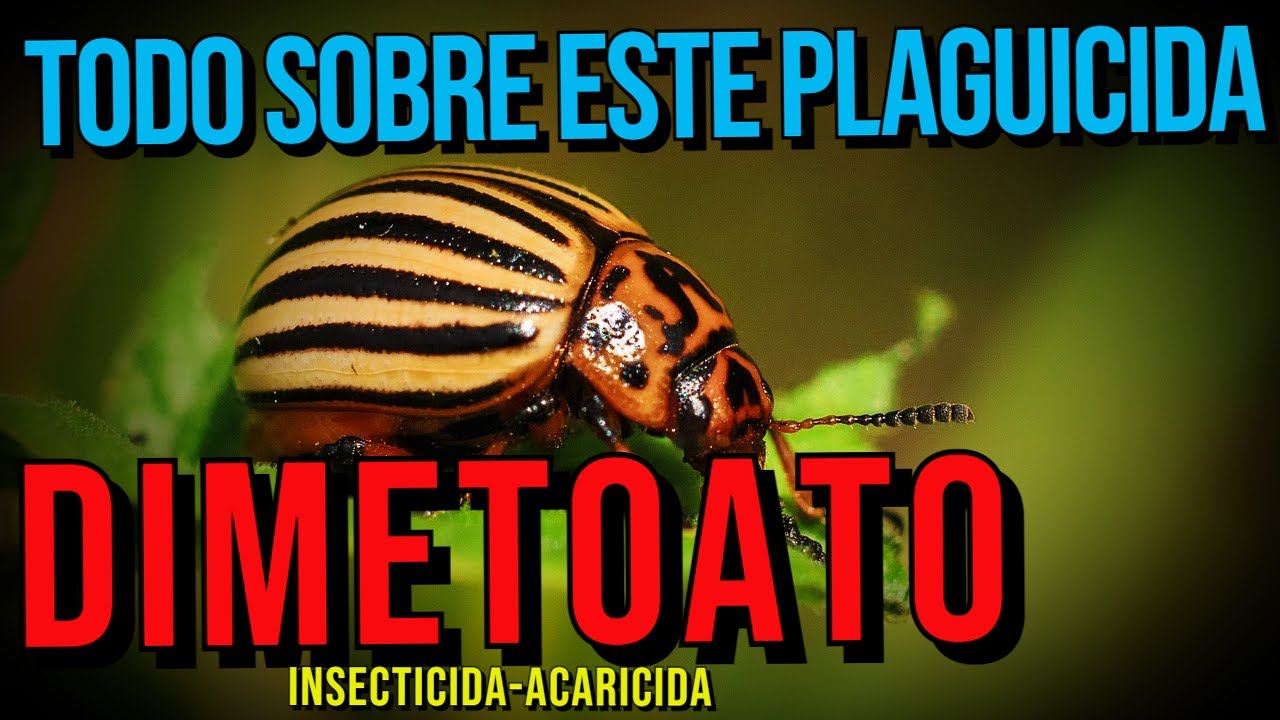 DIMETOATO INSECTICIDAD-¿QUE ES?-CARACTERISTICAS-DOSIS-APLICACION
