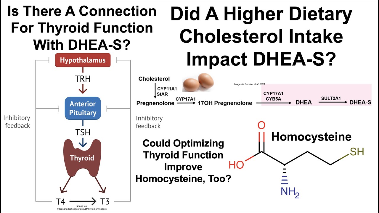 The Cholesterol-DHEA-S Experiment; A Role For Thyroid Function on DHEA-S And/Or Homocysteine?