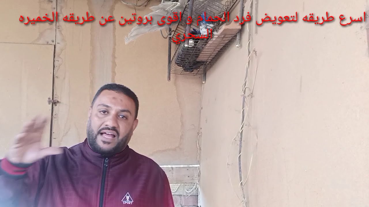 اقوى طريقه لاعاده الفورمه للحمام الزاجل ورفع الكفاءه والطاقه واللياقه بالخميره