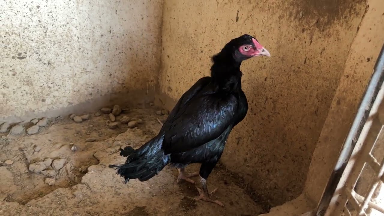 Lassani Chicks and Daughter of Kalli Taja 