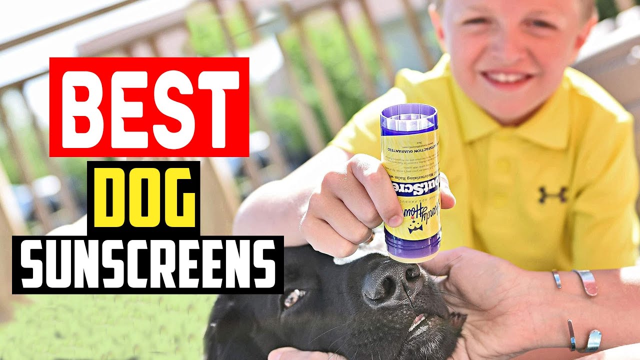 ✅Top 5 Best Dog Sunscreens in 2025