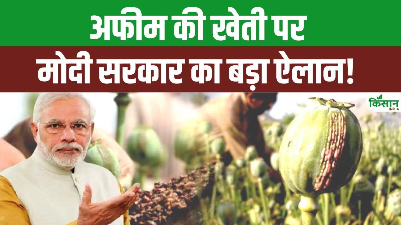New Opium Policy 2025 26 under CPS: सरकार की नई अफीम खेती लाइसेंस नीति क्या है? जानिए इस वीडियो में