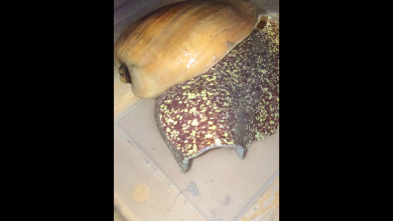 Cebo la chocha Raul Mario Surfcasting