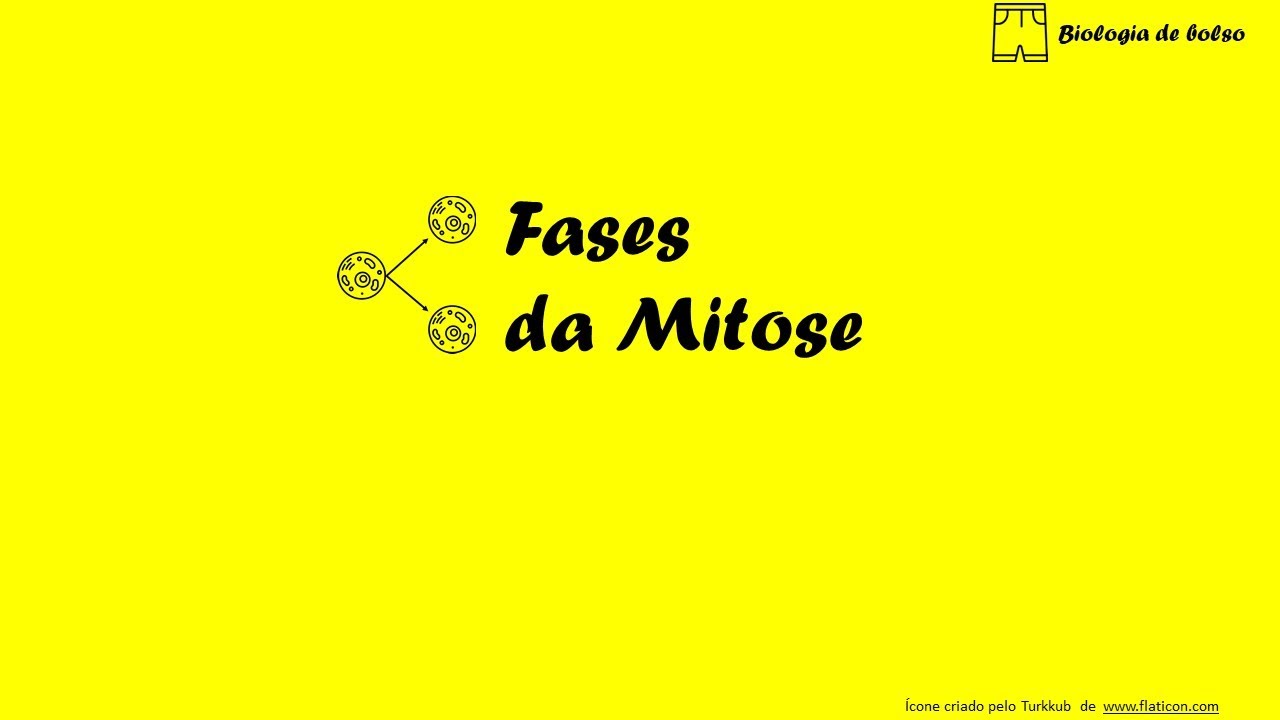 Fases da Mitose