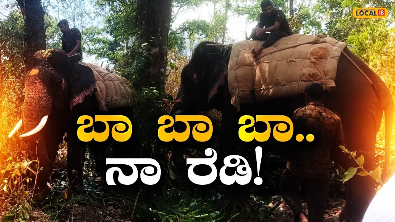 Chikmagalur Elephant | ಬಾಳೆಹೊನ್ನೂರಿಗೆ 'ಗಜ' ದಿಗ್ಬಂಧನ, ಮಹಾಯುದ್ಧಕ್ಕೆ ಸಜ್ಜಾಯ್ತು ಮಲೆನಾಡು | #local18