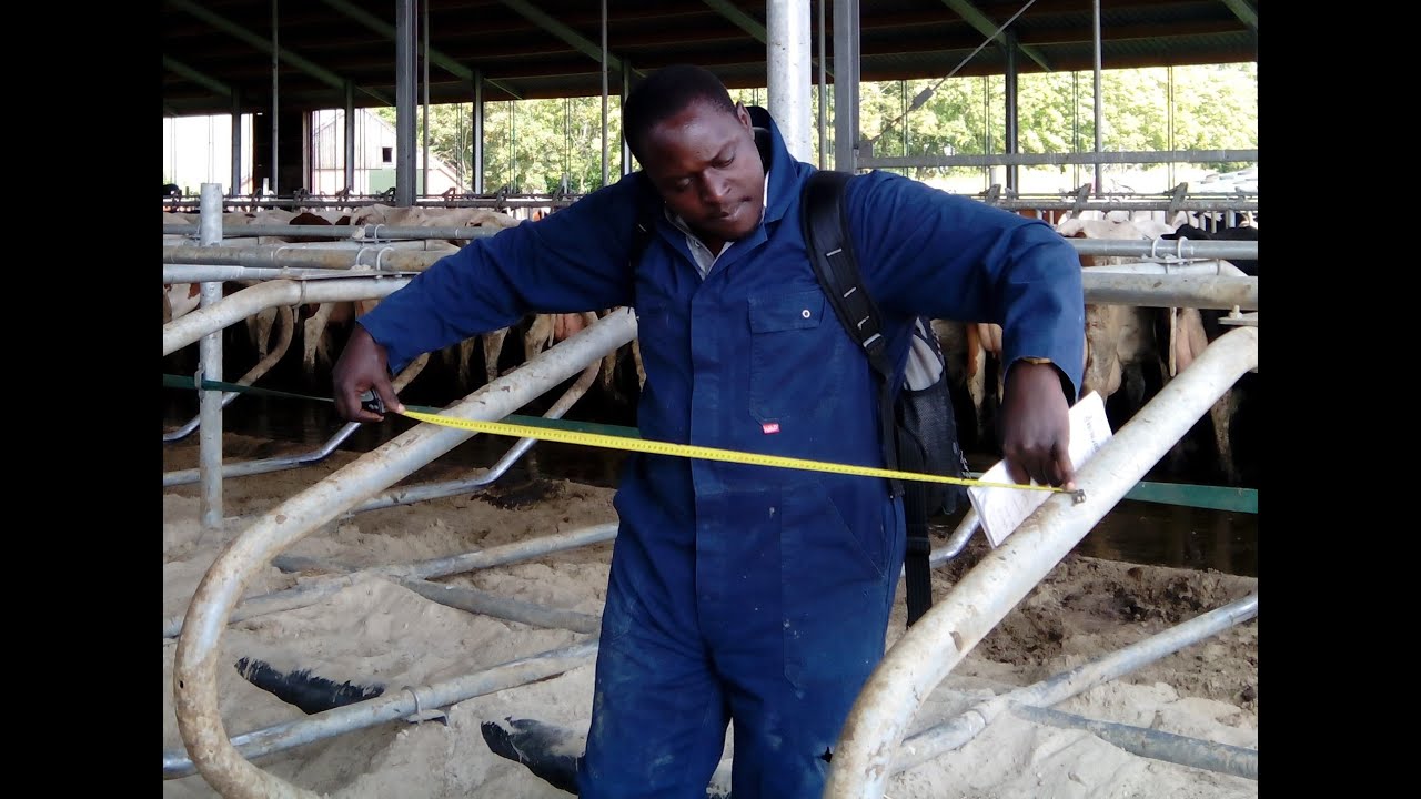Testing Cow Comfort.