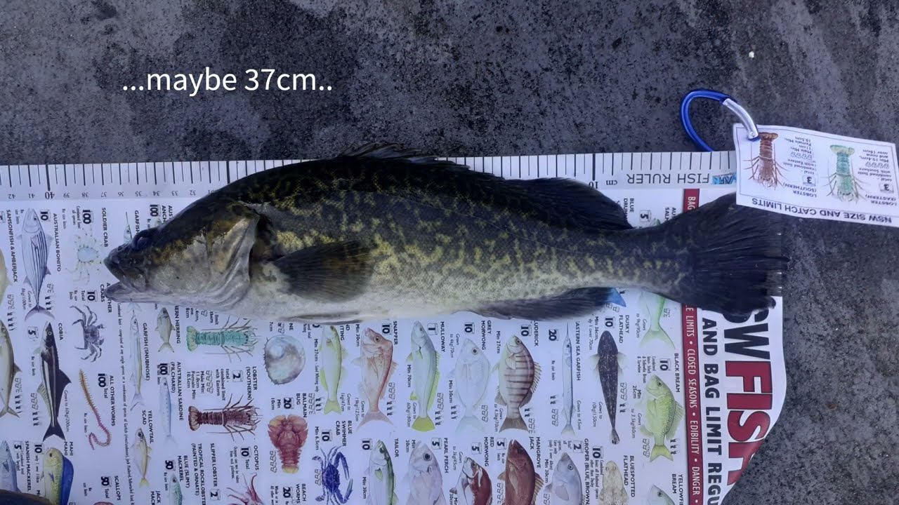 Cod & Yellow Belly - Fishing Lake Tuggeranong - Feb 2023