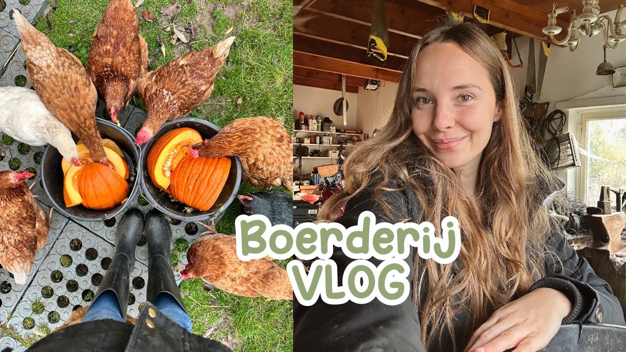 Een dag in mijn dierenopvang | +150 dieren