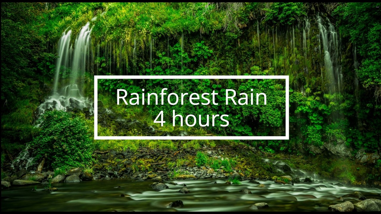 Gentle Rain in Forest for Sleeping (4 Hours) | Study, Focus, Relax
