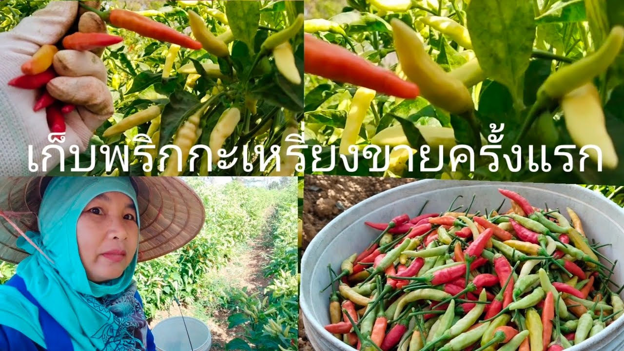 เก็บพริกกะเหรี่ยงขายครั้งแรกในสวนเป้าหมาย 1 แสนบาท