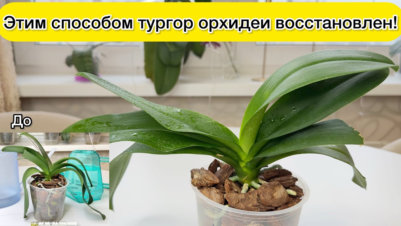 Орхидея восстановила тургор! Вот что произошло