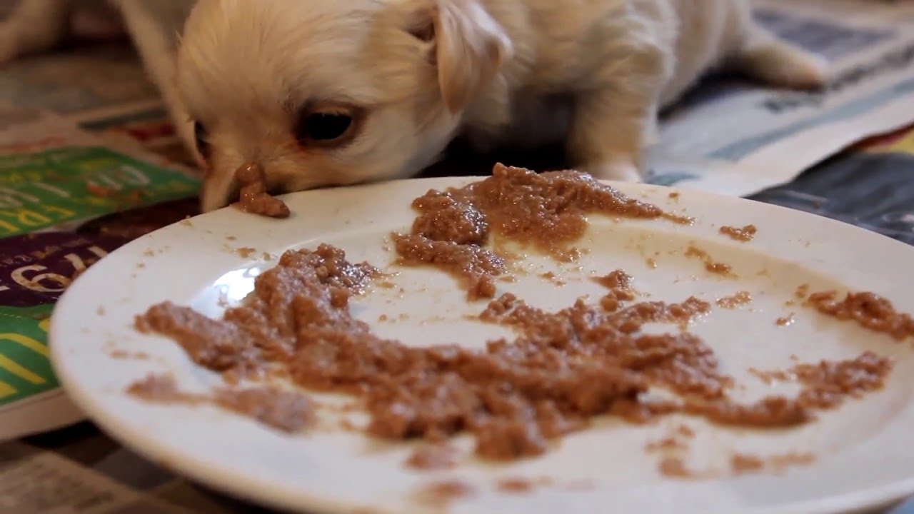 Chihuahua puppies 3.5 week old Royal Canin Starter Mousse