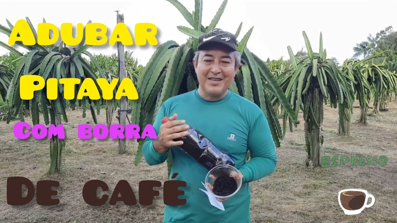 Posso adubar pitaya com borra de café