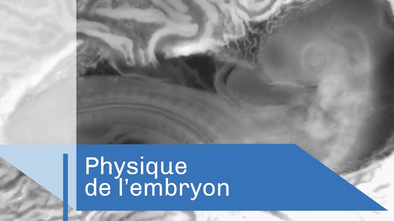 La physique de l'embryon | Reportage CNRS