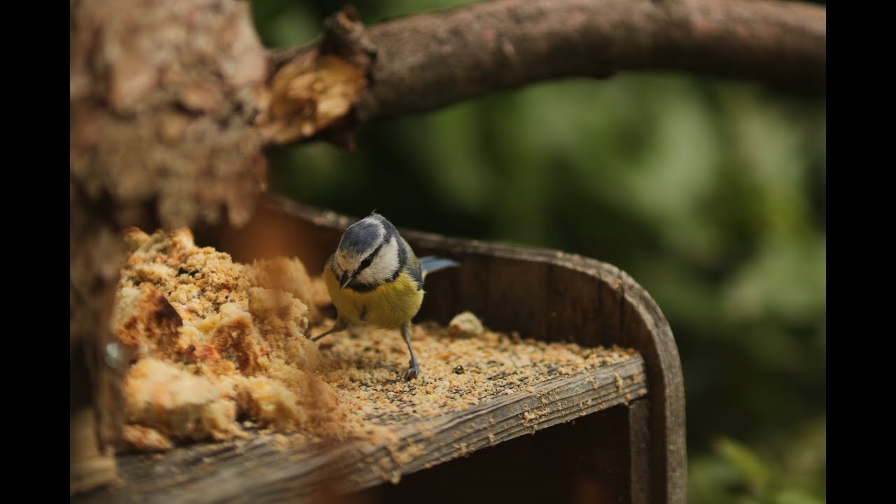 #birdgarden Cosa possiamo dare da mangiare agli uccelli selvatici ?