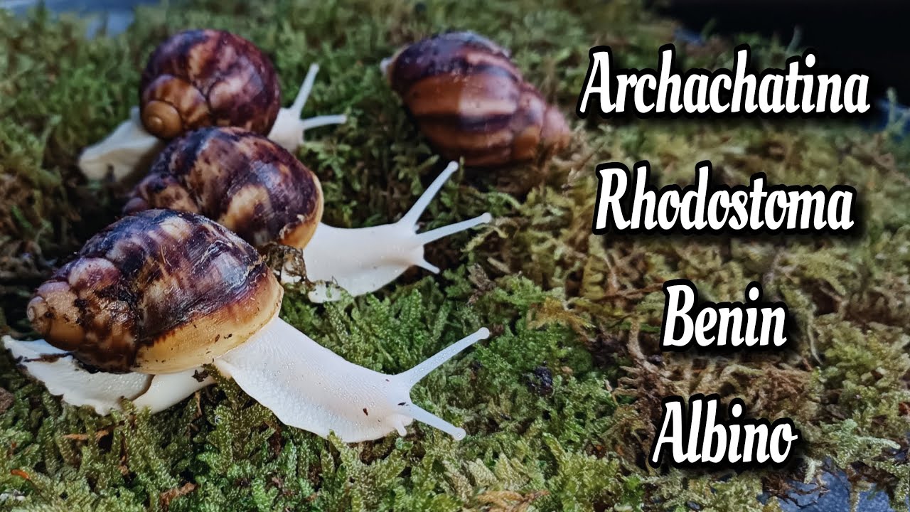 Archachatina Rhodostoma Benin Albino Unboxing und ein paar Infos #achatschnecken #schnecken #snails