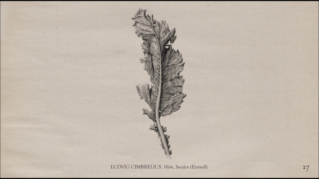 The Memoir - Page 27: Ludvig Cimbrelius
