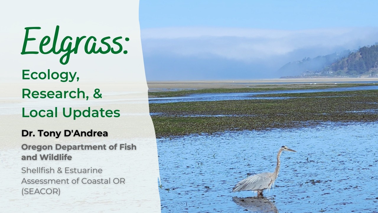 Eelgrass: Ecology, Research, and Local Updates