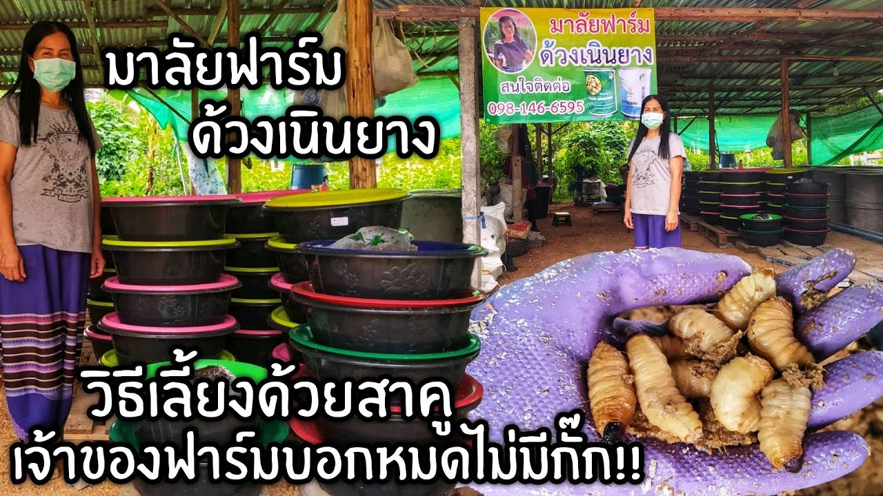 วิธีเลี้ยงด้วงสาคู..เจ้าของฟาร์มบอกหมดไม่มีกั๊ก!!(มาลัยฟาร์ม ด้วงเนินยาง  อ.ประจันตคาม จ.ปราจีนบุรี)
