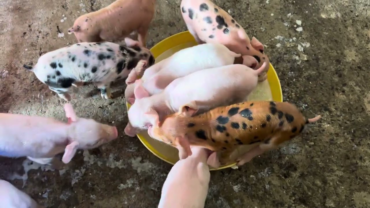 Heo Con 2 Ngày Tuổi Tập Ăn