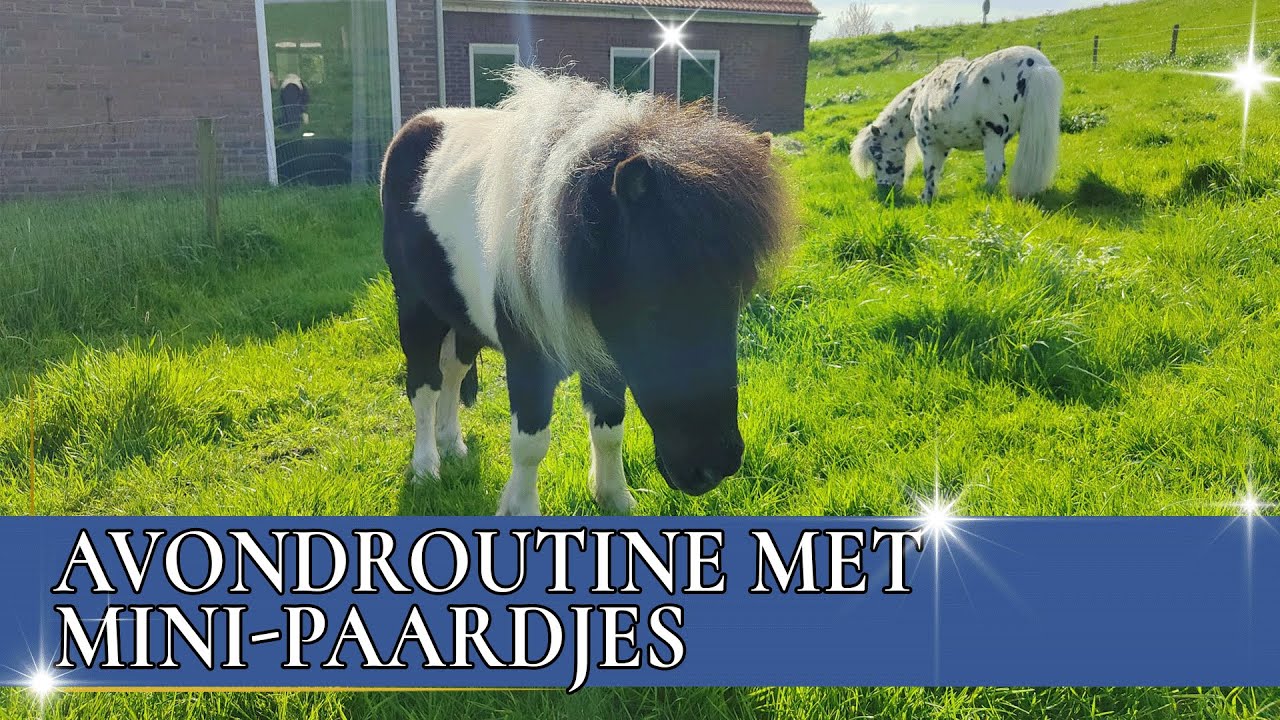 Mijn vriendje verzorgt mijn pony's  | PaardenpraatTV