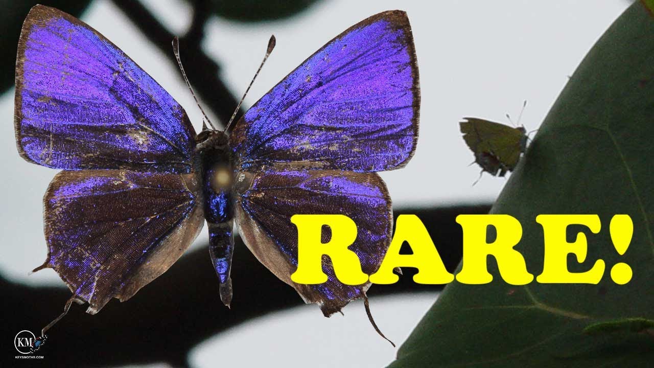 HUNTING FOR THE RAREST BUTTERFLY IN THE USA    AMETHYST HAIRSTREAK