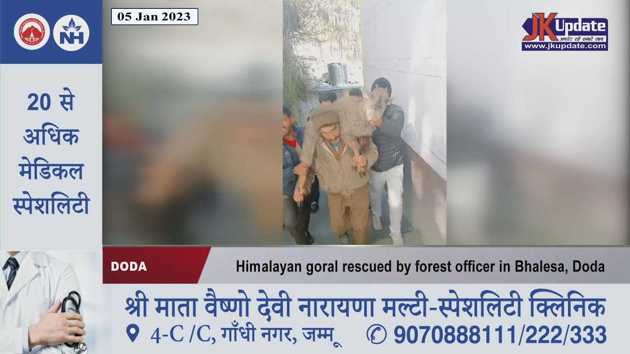 Himalayan goral rescued by forest officer in Bhalesa, Doda
