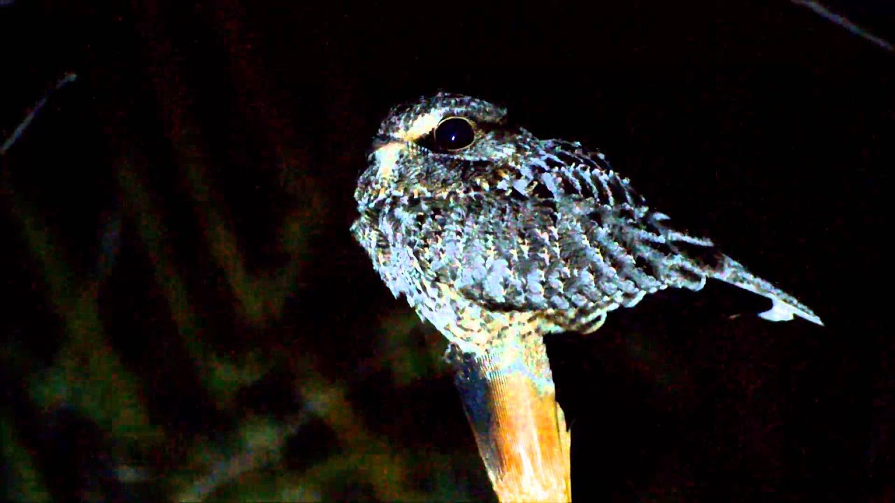 Hydropsalis anomala