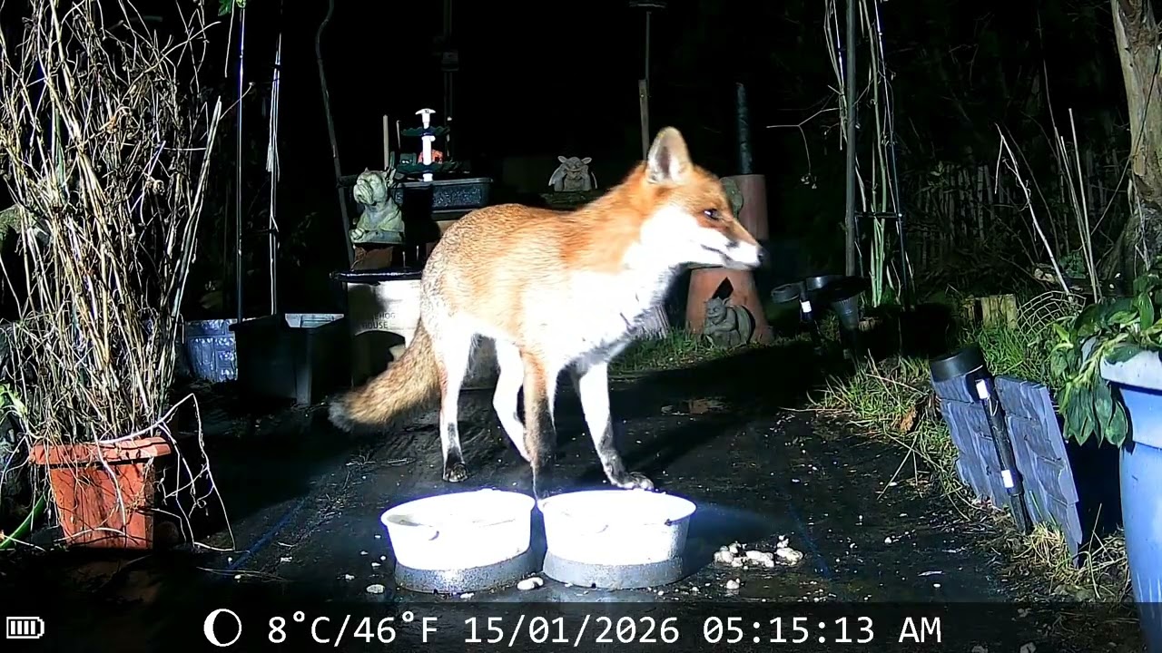 #fox and #vixen visiting the garden last night 