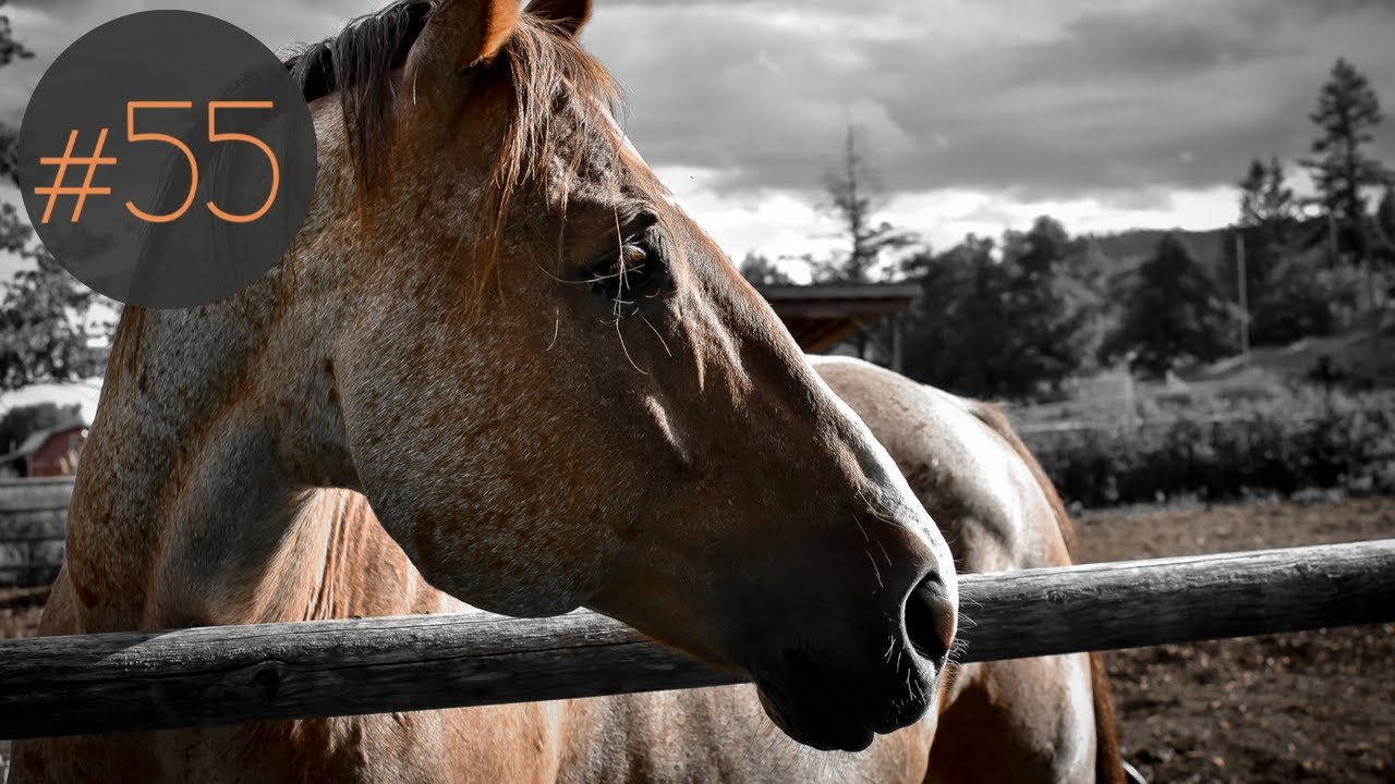 EQU Streamz review - Following the Foxs