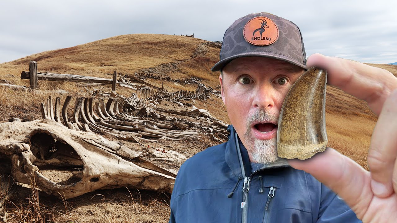 Digging up Massive Dinosaur Teeth!