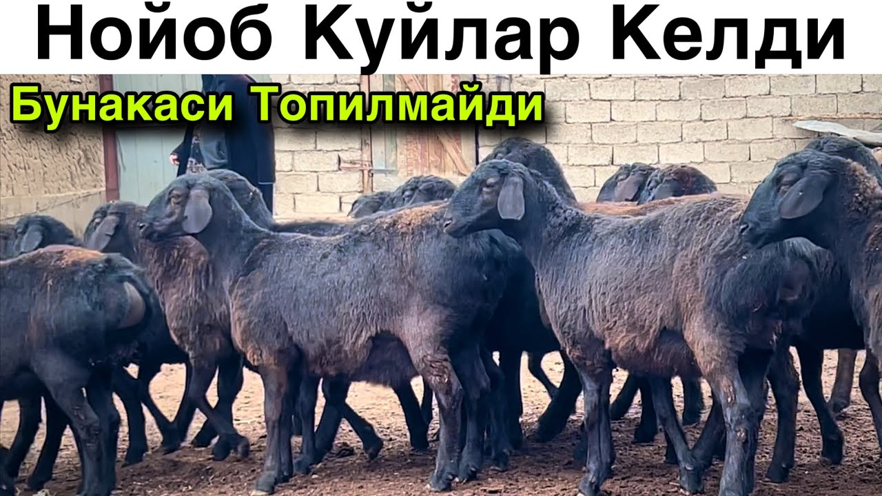 Бебахо Куйлар! ☎️+998 91 635 26 46 ☎️+998 99 991 34 03