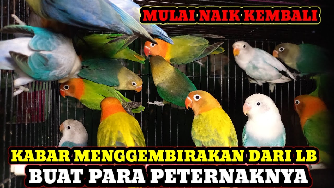 09-SEPTEMBER 2024 HARGA BURUNG LOVEBIRD TERBARU DI PASAR BURUNG PRAMUKA HARI INI