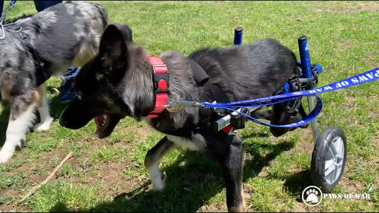 Paralyzed Dog Tiny Tammy Saved From the Middle East and Fitted For a Wheelchair