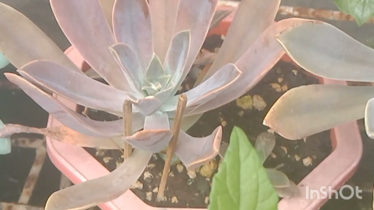 Beautiful when Stressed l How to Stress Succulents