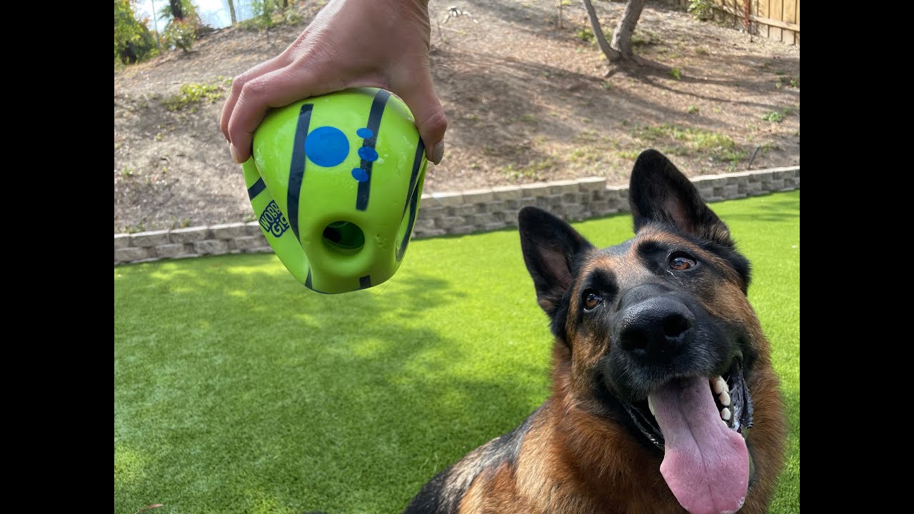 German Shepherd destroys Wobble Wag Giggle Ball.