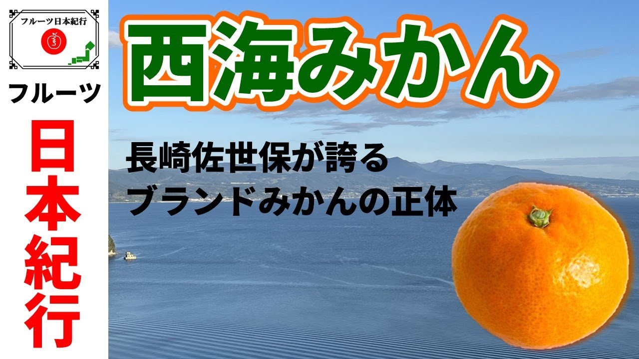 【 市場の4倍も!? 】長崎「西海みかん」の魅力に踏み込む！#フルーツ＃しゅんきゅう観っぺ