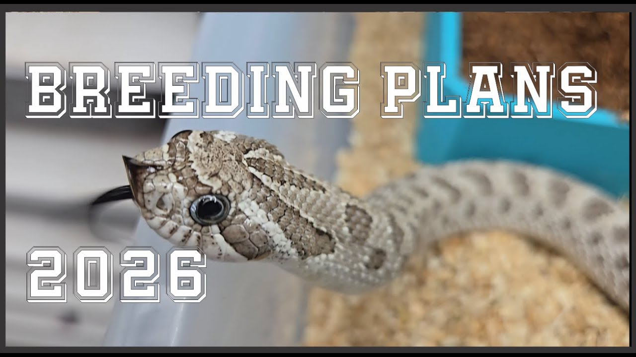 Hognose Breeding plans for 2026