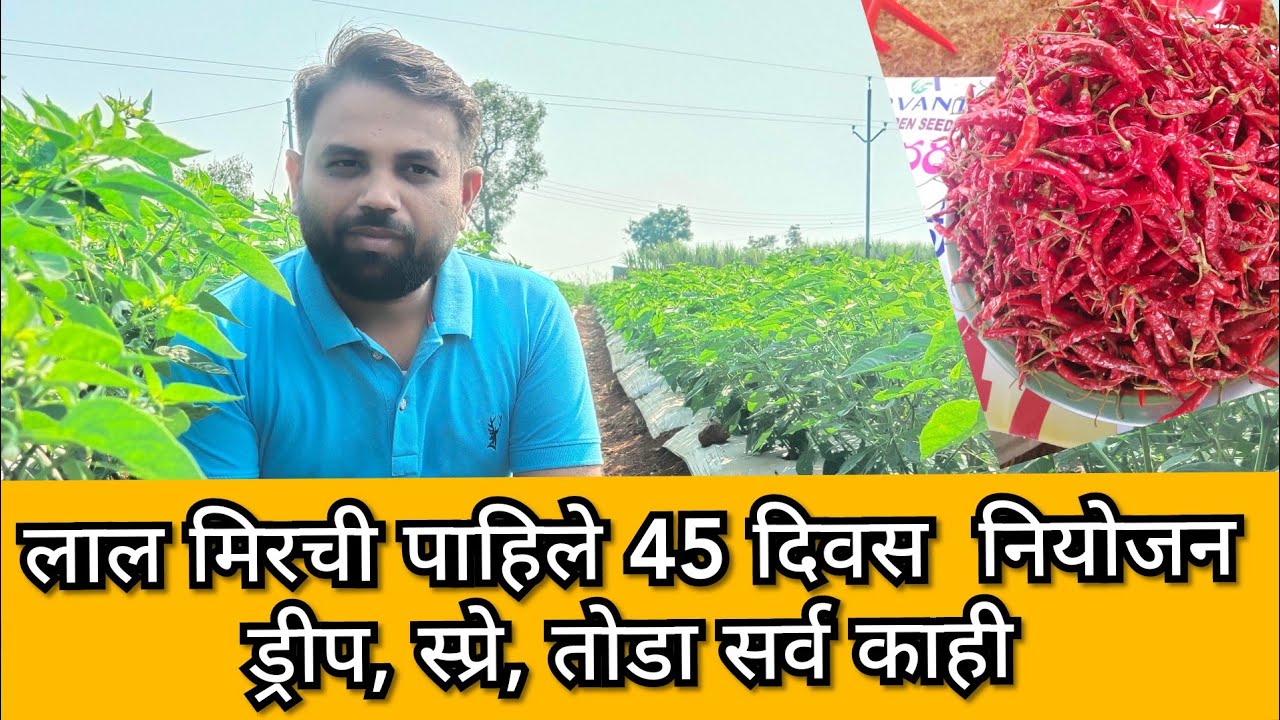 लाल मिरची पाहिले 45 दिवस नियोजन, खते, स्प्रे, virus, #मिरची, #टीम_कृषी_भरारी